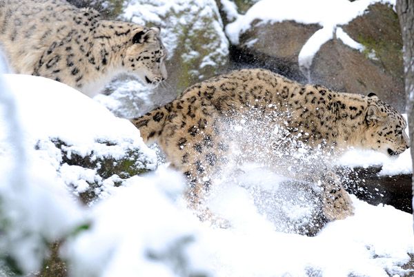 Frolicking snow leopards!